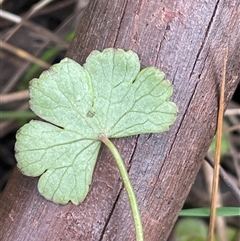 Hydrocotyle sibthorpioides at Windellama, NSW - 2 Oct 2024