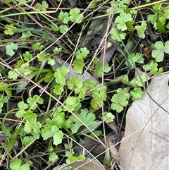 Hydrocotyle sibthorpioides at Windellama, NSW - 2 Oct 2024