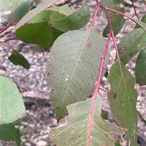 Eucalyptus amplifolia subsp. amplifolia at Windellama, NSW - 2 Oct 2024