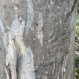 Eucalyptus amplifolia subsp. amplifolia at Windellama, NSW - 2 Oct 2024