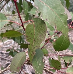 Eucalyptus amplifolia subsp. amplifolia at Windellama, NSW - 2 Oct 2024