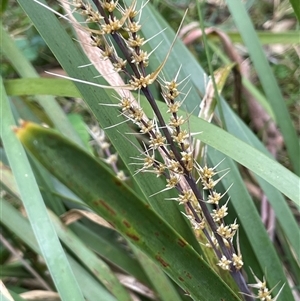 Lomandra longifolia at Windellama, NSW - 2 Oct 2024