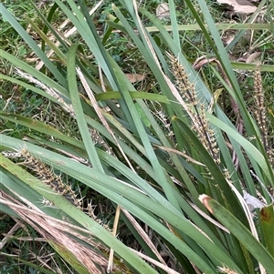 Lomandra longifolia at Windellama, NSW - 2 Oct 2024