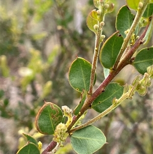 Acacia aureocrinita at Windellama, NSW - 2 Oct 2024