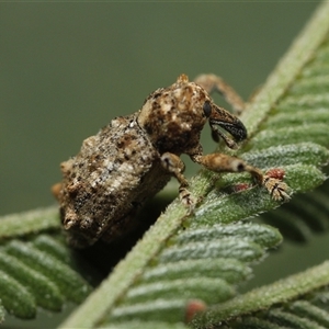 Orthorhinus cylindrirostris (Elephant Weevil) at Eaglemont, VIC by martinl