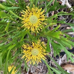 Isopogon anemonifolius (Common Drumsticks) at Fingal Bay, NSW - 2 Oct 2024 by MichaelWenke