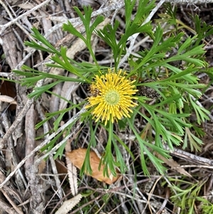 Isopogon anemonifolius at Fingal Bay, NSW - suppressed