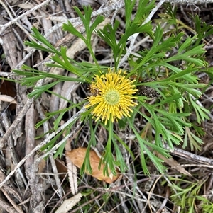 Isopogon anemonifolius at Fingal Bay, NSW - 2 Oct 2024