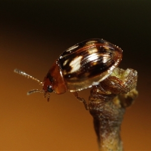 Peltoschema delicatulum (Leaf beetle) at Eaglemont, VIC by martinl