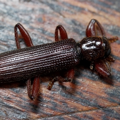 Eunatalis sp. (Genus) (A Clerid Beetle) at Eaglemont, VIC - 28 Sep 2024 by martinl