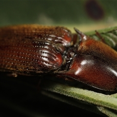 Monocrepidius (genus) (Click beetle) at Eaglemont, VIC - 28 Sep 2024 by martinl