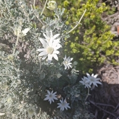 Unverified Other Shrub at Evans Head, NSW - 3 Oct 2024 by AliClaw