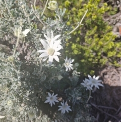 Unidentified Other Shrub at Evans Head, NSW - 3 Oct 2024 by AliClaw