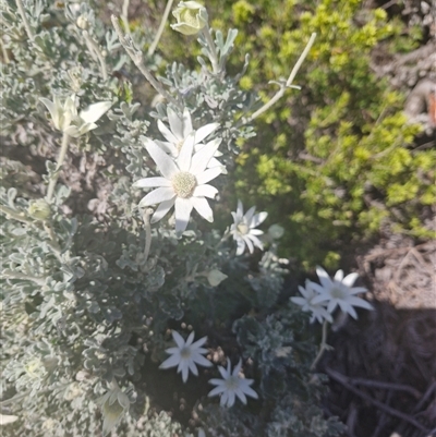 Unidentified Other Shrub at Evans Head, NSW - 3 Oct 2024 by AliClaw