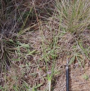 Romulea rosea var. australis at Harrison, ACT - 25 Sep 2024