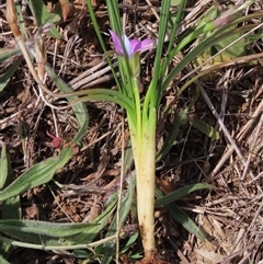 Romulea rosea var. australis at Harrison, ACT - 25 Sep 2024