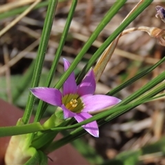 Romulea rosea var. australis at Harrison, ACT - 25 Sep 2024