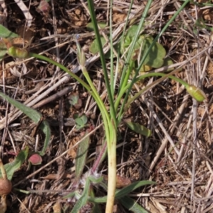 Romulea rosea var. australis at Harrison, ACT - 25 Sep 2024