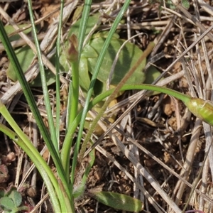 Romulea rosea var. australis at Harrison, ACT - 25 Sep 2024 11:42 AM