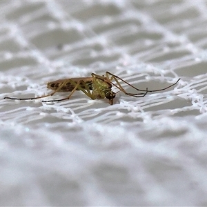 Chironomidae (family) at West Wodonga, VIC - 1 Sep 2024 11:09 AM