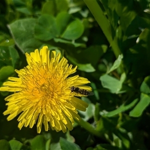 Simosyrphus grandicornis at North Albury, NSW - suppressed