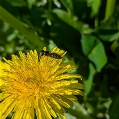 Simosyrphus grandicornis at North Albury, NSW - 3 Oct 2024