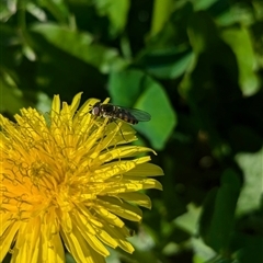 Simosyrphus grandicornis at North Albury, NSW - suppressed