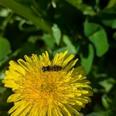 Simosyrphus grandicornis at North Albury, NSW - suppressed