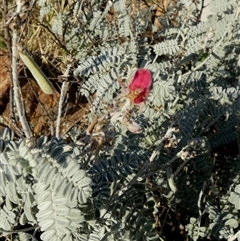 Indigofera leucotricha at Lake Mackay, NT - 27 Aug 2024 08:25 AM