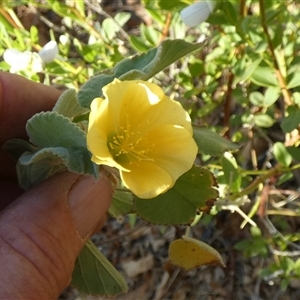 Abutilon leucopetalum at Lake Mackay, NT - 27 Aug 2024