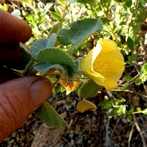 Abutilon leucopetalum at Lake Mackay, NT - 27 Aug 2024