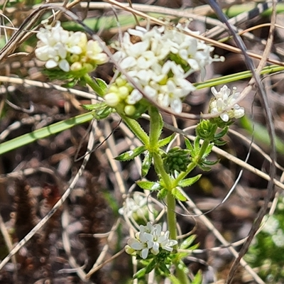 Asperula conferta (Common Woodruff) at Phillip, ACT - 3 Oct 2024 by Mike