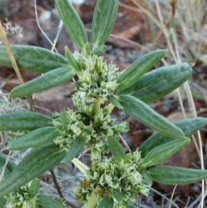 Unidentified Other Wildflower or Herb at Lake Mackay, NT by Paul4K