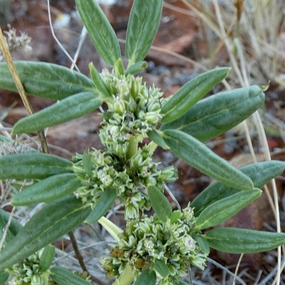 Unidentified Other Wildflower or Herb at Lake Mackay, NT - 27 Aug 2024 by Paul4K