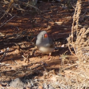 Taeniopygia guttata (Zebra Finch) at Lake Mackay, NT by Paul4K