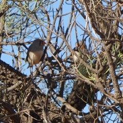 Taeniopygia guttata at Lake Mackay, NT - 27 Aug 2024 09:31 AM