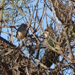 Taeniopygia guttata at Lake Mackay, NT - 27 Aug 2024