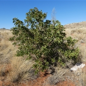 Unidentified Other Shrub at Lake Mackay, NT by Paul4K