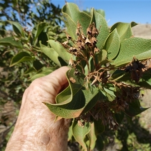 Unidentified at suppressed - 27 Aug 2024