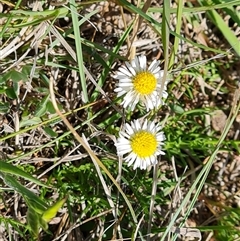 Calotis anthemoides (Chamomile Burr-daisy) at Phillip, ACT - 3 Oct 2024 by Mike