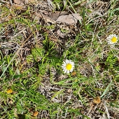 Calotis anthemoides at Phillip, ACT - 3 Oct 2024 11:47 AM