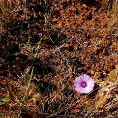 Convolvulus remotus at Lake Mackay, NT - 27 Aug 2024 by Paul4K