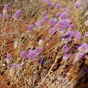 Ptilotus exaltatus at Lake Mackay, NT by Paul4K