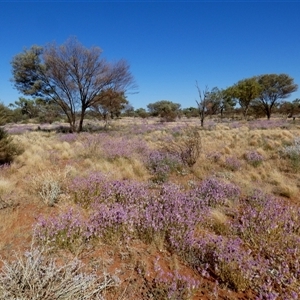 Ptilotus exaltatus at suppressed - 27 Aug 2024