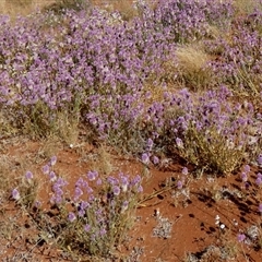 Ptilotus exaltatus at suppressed - 27 Aug 2024