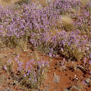 Ptilotus exaltatus at suppressed - suppressed