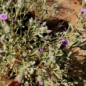 Unidentified Other Wildflower or Herb at Lake Mackay, NT by Paul4K