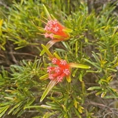 Lambertia formosa (Mountain Devil) at Evans Head, NSW - 3 Oct 2024 by AliClaw