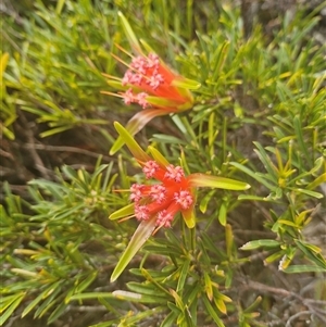 Lambertia formosa at Evans Head, NSW - 3 Oct 2024 11:20 AM