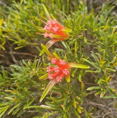 Lambertia formosa at Evans Head, NSW - 3 Oct 2024 by AliClaw